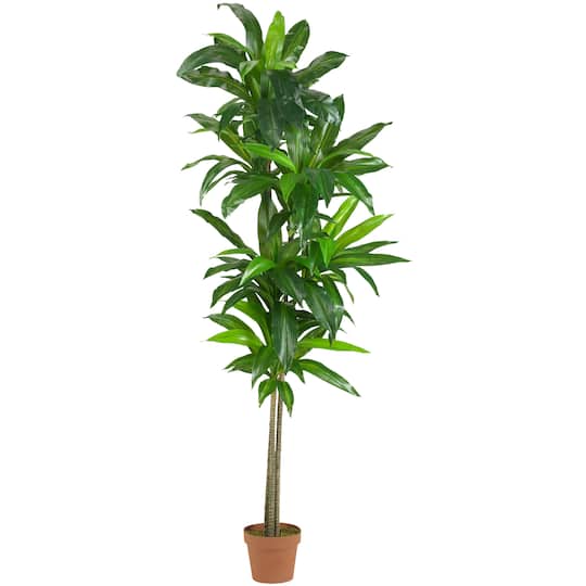 6ft. Potted Dracaena Plant